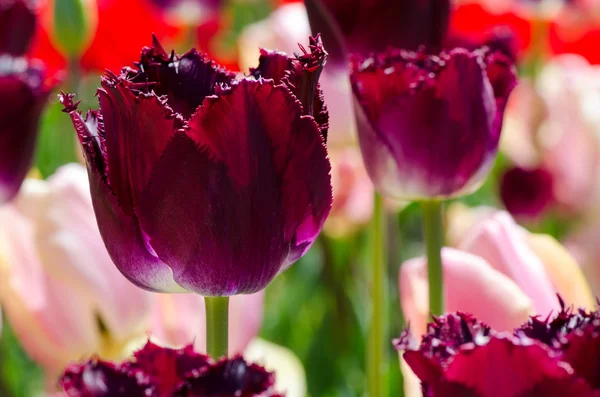 Unusual maroon tulips — Stock Photo, Image