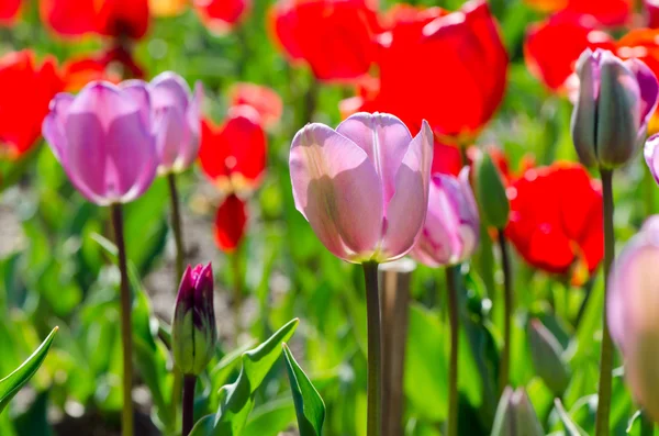 Tulipani viola in un giardino — Foto Stock