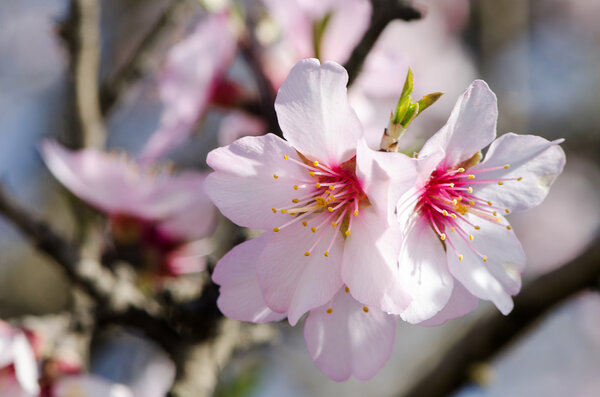 Flowering almond, spring flowers