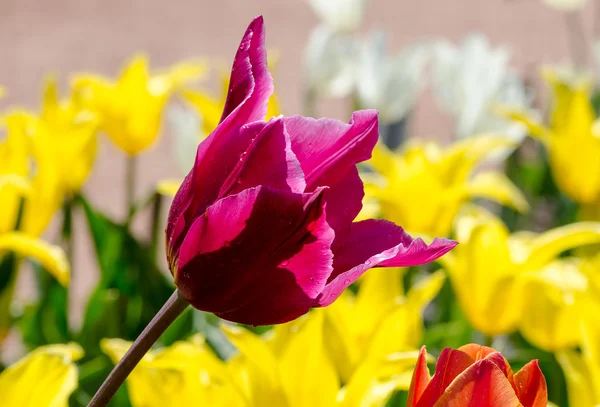 Bright pink tulip — Stock Photo, Image