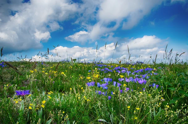 Kwitnące łąki i pochmurne niebo — Zdjęcie stockowe