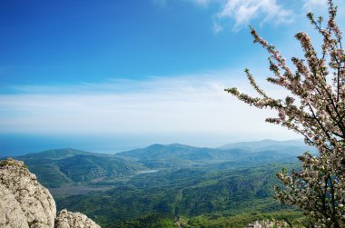 Bir uçurumun kenarında çiçek açan elma 