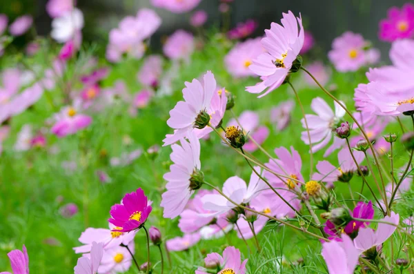 Belas flores de lilás — Fotografia de Stock