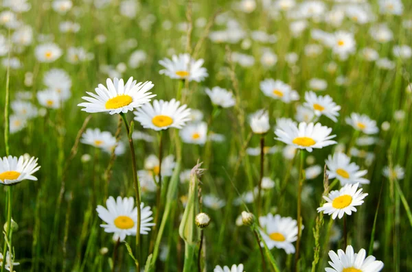 Äng med blommande chamomiles Royaltyfria Stockfoton