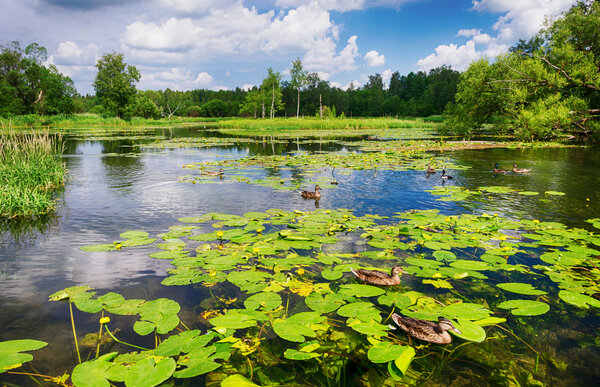 Ducks in the pond with blooming water lilies