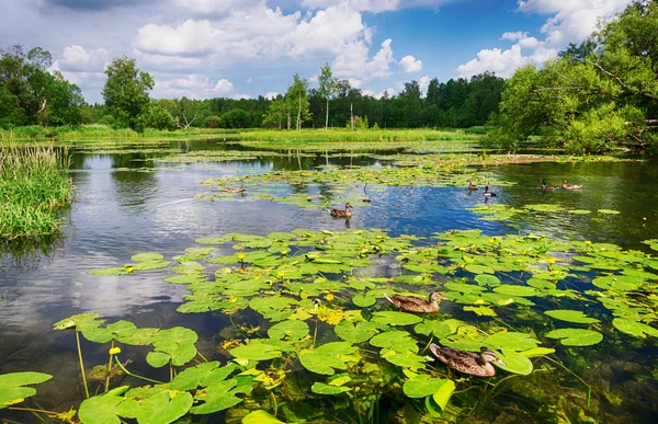 Eenden Vijver Met Waterlelies Bloeien Stockfoto