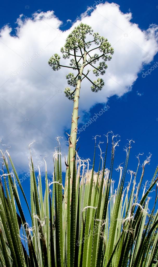 A flowering agave on background blue sky