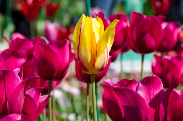 Eine gelbe Tulpe inmitten einer Gruppe rosa — Stockfoto