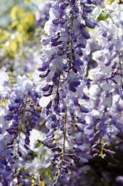 Wisteria, bahar çiçekleri çiy damlaları