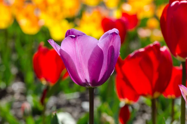 Tulipani viola in un giardino — Foto Stock