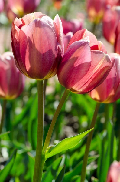Zwei leuchtend rosa Tulpen im Garten — Stockfoto