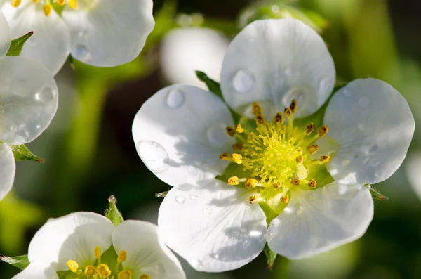 Flores de morango em gotas de orvalho — Fotografia de Stock