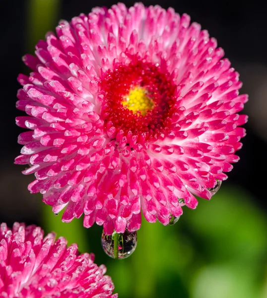 Rosa Gänseblümchen mit Tautropfen — Stockfoto