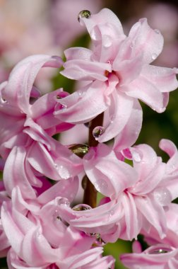 Çiy damlaları, pembe sümbül bahar çiçekleri 