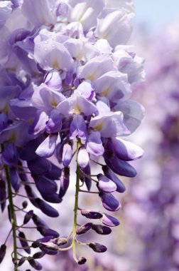 Wisteria, bahar çiçekleri çiy damlaları