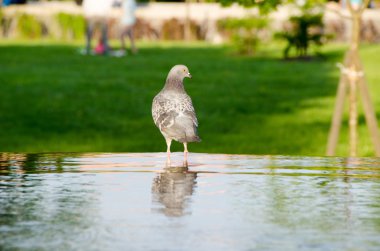 Güvercin suya yansıyan