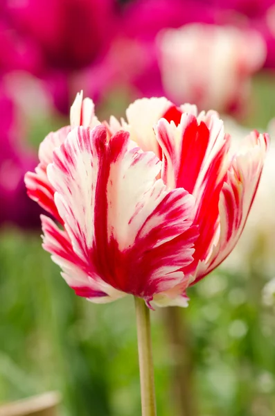 Weiß mit rosa Tulpe — Stockfoto