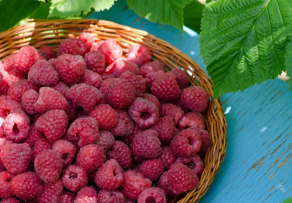 taze ahududu, bahçede hasat