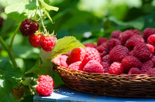 Raspberries in a wicker plate, harvesting — Stock Photo, Image