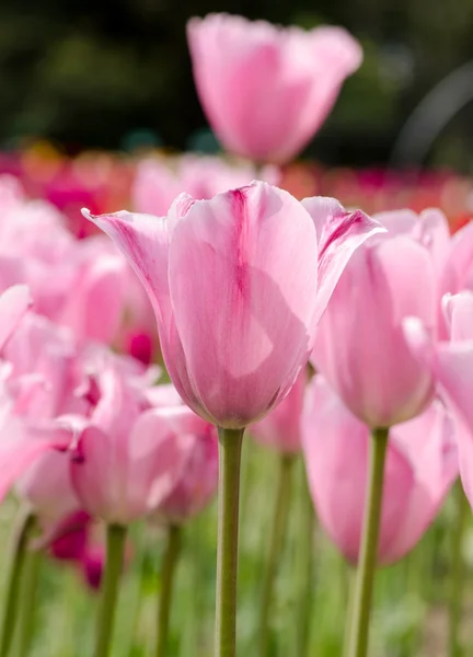 Rosa Tulpe im Garten — Stockfoto