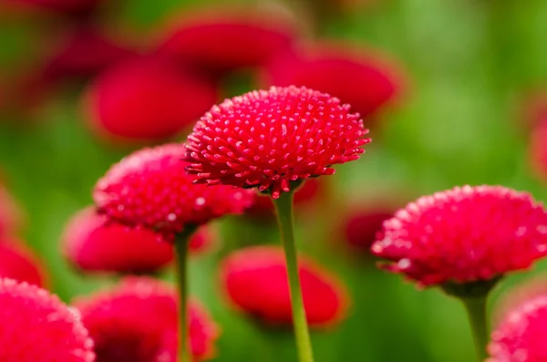 Red marguerite flowers, outdoors, macro — Stock Photo, Image