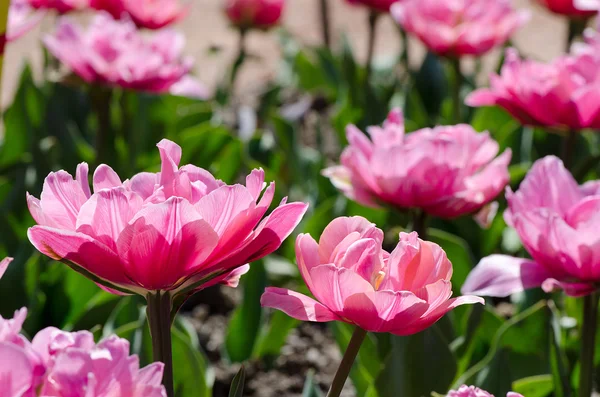 Bright pink tulips in the garden — Stock Photo, Image