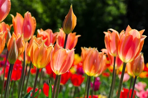 Tulipani rosa e arancioni — Foto Stock