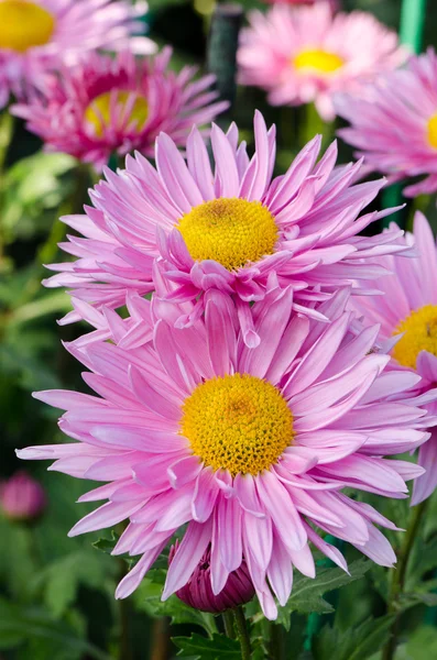 Blühende, rosa Chrysantheme — Stockfoto