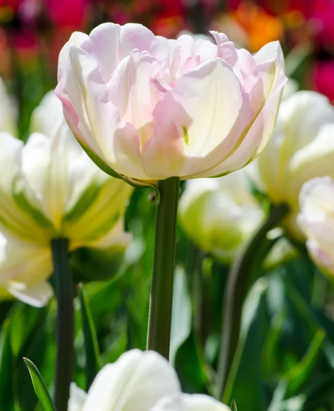 Delicate pink tulip close-up — Stock Photo, Image