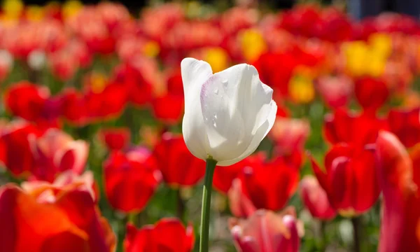 Tulipano bianco su sfondo rosso — Foto Stock