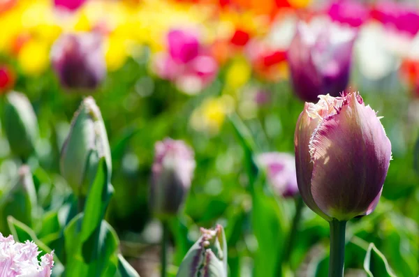 Delicato tulipano rosa — Foto Stock