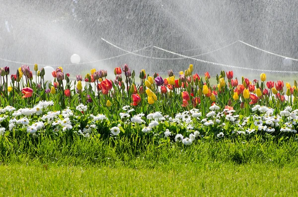 Vattning blomsterrabatter med tulpaner — Stockfoto