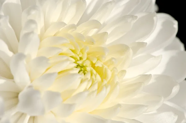Biały chryzantema kwiat zbliżenie — Zdjęcie stockowe