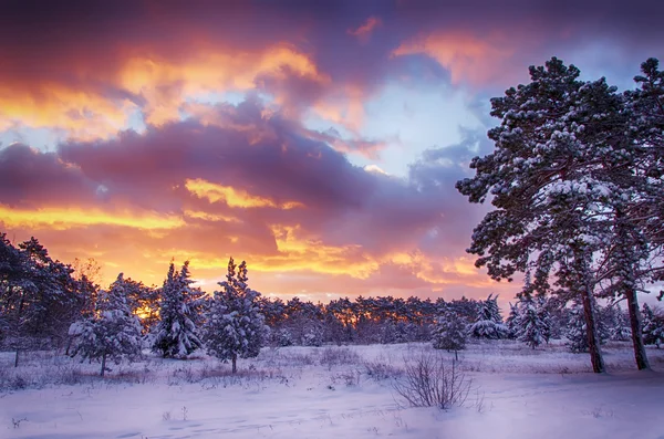 winter scene, snow forest at dawn