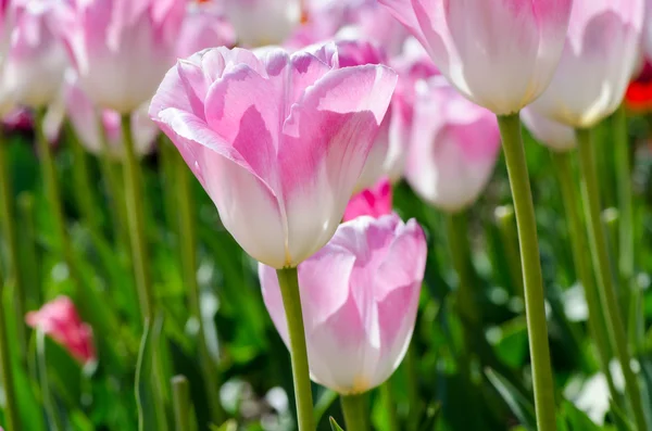 Pink tulip in the garden — Stock Photo, Image