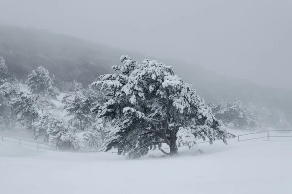 Paesaggio, foresta in inverno bufera di neve — Foto Stock