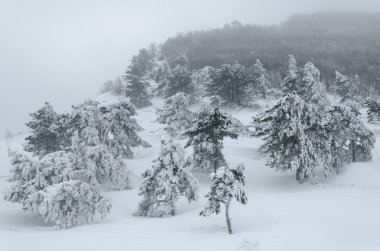 landscape, forest in winter blizzard clipart