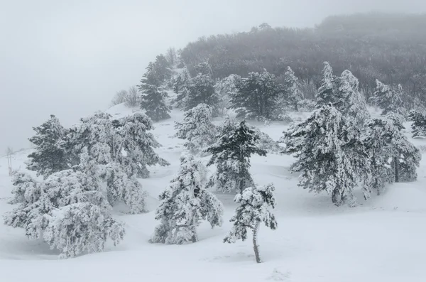 Paesaggio, foresta in inverno bufera di neve — Foto Stock