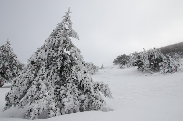 lonely tree in a snowy winter forest