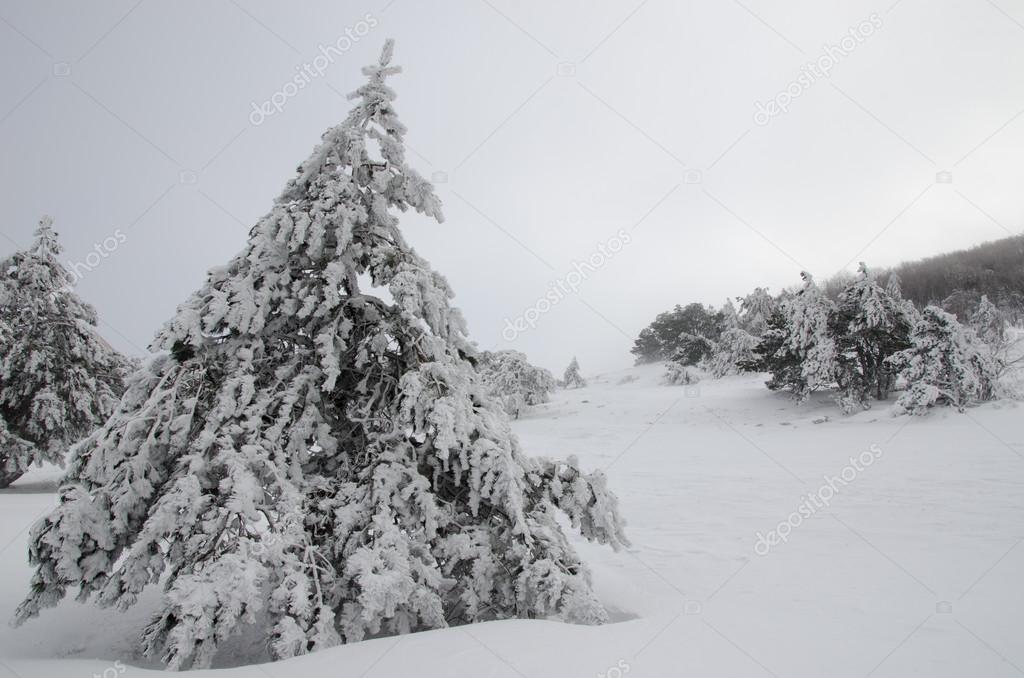 lonely tree in a snowy winter forest