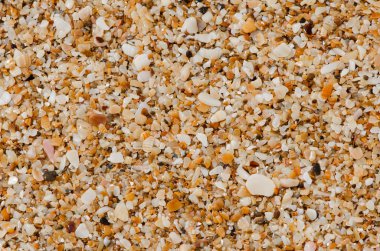 Küçük kabukları doğal arka plan