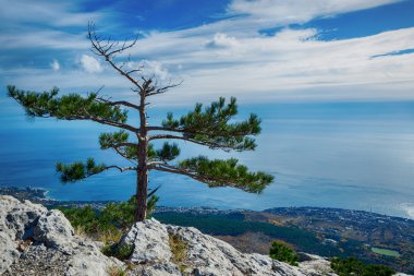 bir uçurum yalnız ağacı