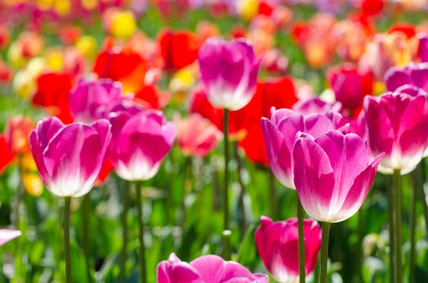 Tulipani luminosi in una giornata di sole — Foto Stock