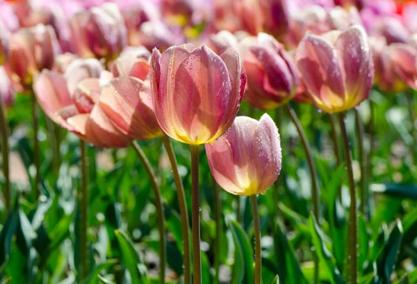 Pink tulips in drops of water — Stock Photo, Image