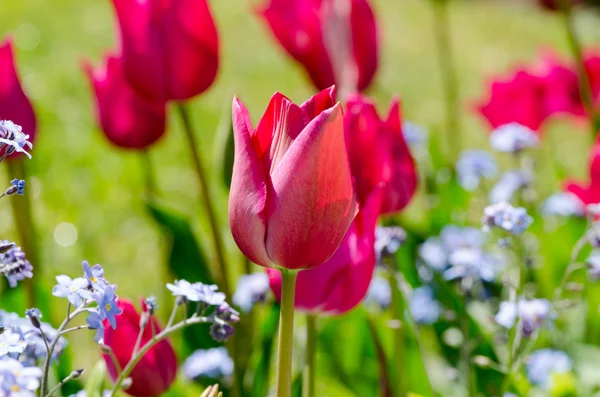 Rosa Tulpen unter den Vergissmeinnicht — Stockfoto