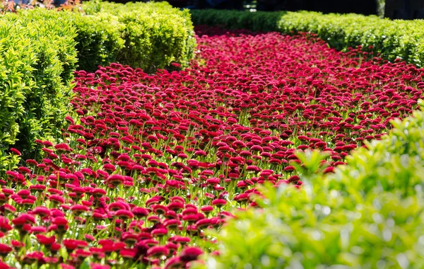 ヒナギクの花壇 — ストック写真