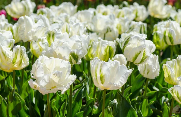 Beautiful white tulips on a Sunny day, macro — Zdjęcie stockowe