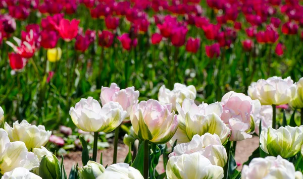 Bei tulipani bianchi e rosa — Foto Stock