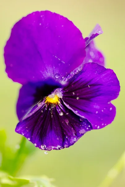 Pansy, flor roxa no orvalho gotas — Fotografia de Stock