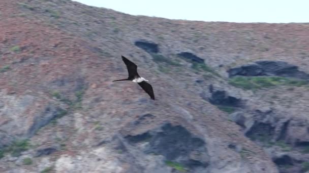在天空中飞翔的鸟 — 图库视频影像